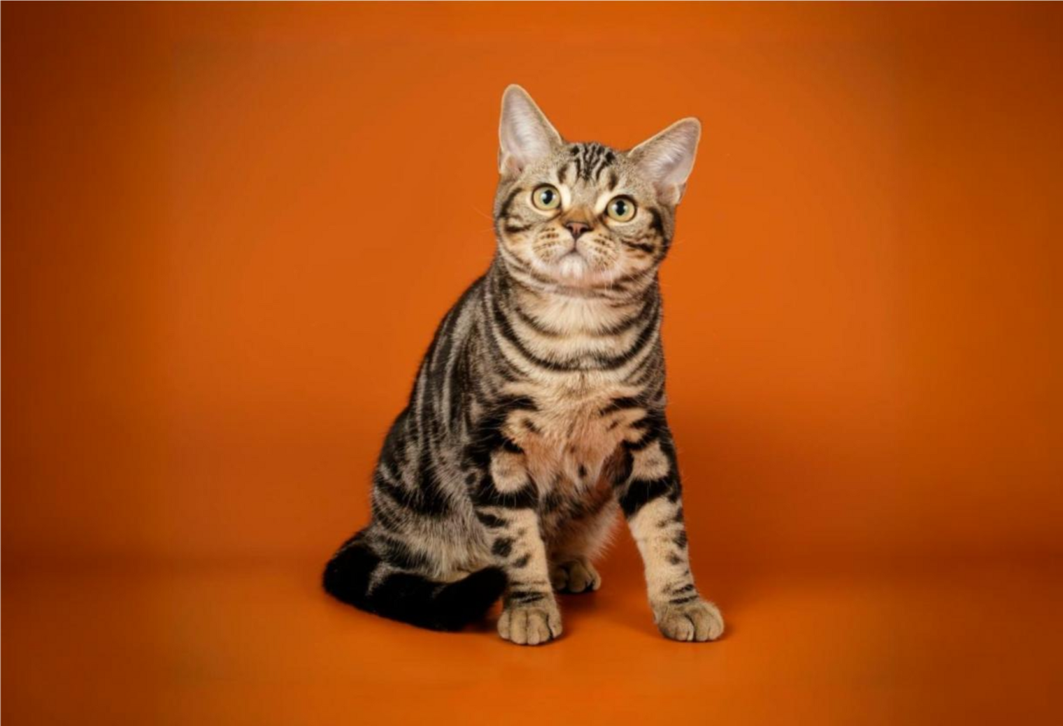 Americká krátkosrstá